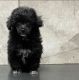 Miniature Poodle Puppies for sale in Frisco, TX, USA. price: NA