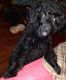 Miniature Poodle Puppies for sale in Antioch, IL 60002, USA. price: $1,500