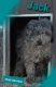 Miniature Poodle Puppies for sale in Bryant, IN 47326, USA. price: NA