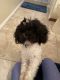 Miniature Poodle Puppies for sale in Orlando, FL, USA. price: $800