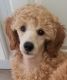 Miniature Poodle Puppies for sale in Aurora, IL, USA. price: NA