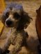 Miniature Poodle Puppies for sale in 1912 W Emma Ave, Springdale, AR 72762, USA. price: $1,700