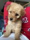 Miniature Poodle Puppies for sale in Germantown, MD, USA. price: $1,200