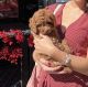 Miniature Poodle Puppies for sale in Carlsbad, CA, USA. price: $2,000