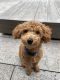 Miniature Poodle Puppies for sale in Brooklyn, NY, USA. price: NA