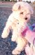 Miniature Poodle Puppies for sale in Glendale, AZ, USA. price: $850