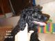 Miniature Poodle Puppies for sale in Antioch, IL 60002, USA. price: $600