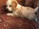 Miniature Poodle Puppies for sale in 4243 Bartlett Ave, Adelanto, CA 92301, USA. price: NA