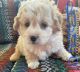 Miniature Poodle Puppies for sale in Mt Pleasant, IA 52641, USA. price: $600
