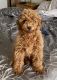 Miniature Poodle Puppies for sale in Plano, TX, USA. price: $3,500