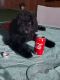 Miniature Poodle Puppies for sale in Denver, CO, USA. price: NA