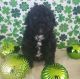 Miniature Poodle Puppies for sale in 1023 Mineral Springs Rd, Centerville, IN 47330, USA. price: NA