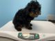 Miniature Poodle Puppies for sale in Merritt Island, FL, USA. price: NA