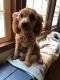 Miniature Poodle Puppies for sale in Middlesex County, VA, USA. price: $800