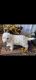 Miniature Poodle Puppies for sale in Kalona, IA 52247, USA. price: NA