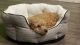 Miniature Poodle Puppies for sale in Union, KY, USA. price: $1,000