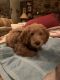 Miniature Poodle Puppies for sale in Fort Wayne, IN, USA. price: $1,000