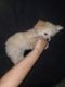 Miniature Poodle Puppies for sale in Phoenix, AZ 85014, USA. price: $800