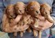 Miniature Poodle Puppies for sale in Odon, IN 47562, USA. price: $2,700