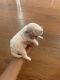 Miniature Poodle Puppies for sale in Spoonbill Dr, Florida 34759, USA. price: NA