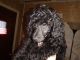 Miniature Poodle Puppies for sale in Philadelphia, PA, USA. price: NA