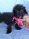 Miniature Poodle Puppies for sale in Graham, NC, USA. price: NA