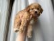 Miniature Poodle Puppies for sale in Scottsdale, AZ, USA. price: $1,500