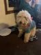 Miniature Poodle Puppies for sale in West Salem, OH 44287, USA. price: NA