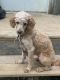 Miniature Poodle Puppies for sale in West Salem, OH 44287, USA. price: NA