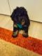 Miniature Poodle Puppies for sale in Austell, GA, USA. price: NA