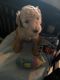 Miniature Poodle Puppies for sale in 845 3rd Ave, New York, NY 10022, USA. price: NA