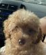 Miniature Poodle Puppies for sale in Miami, FL, USA. price: NA