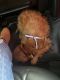 Miniature Poodle Puppies for sale in Appleton, WI, USA. price: NA