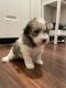 Miniature Poodle Puppies for sale in Livermore, CA, USA. price: NA