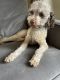 Miniature Poodle Puppies for sale in Quakertown, PA 18951, USA. price: NA
