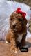 Miniature Poodle Puppies for sale in Walnut Creek, OH 44681, USA. price: NA