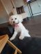 Miniature Poodle Puppies for sale in White Bear Lake, MN, USA. price: $300