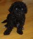 Miniature Poodle Puppies for sale in Groveland, FL, USA. price: NA