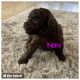 Miniature Poodle Puppies for sale in Brighton, CO, USA. price: $2,000