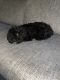 Miniature Poodle Puppies for sale in Baltimore, MD, USA. price: NA