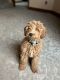 Miniature Poodle Puppies for sale in Bigfork, MT 59911, USA. price: NA