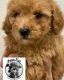 Miniature Poodle Puppies for sale in Monroe, UT 84754, USA. price: NA