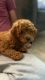 Miniature Poodle Puppies for sale in Hayward, CA, USA. price: NA