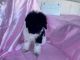 Miniature Poodle Puppies for sale in Fairfield, CA 94533, USA. price: NA