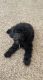 Miniature Poodle Puppies for sale in 78254 W Loop 1604 N, San Antonio, TX 78254, USA. price: NA