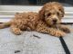 Miniature Poodle Puppies for sale in Silver Spring, MD 20904, USA. price: $1,400