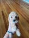 Miniature Poodle Puppies for sale in Manheim, PA 17545, USA. price: $1,200