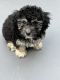 Miniature Poodle Puppies for sale in Roanoke, TX, USA. price: NA