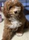 Miniature Poodle Puppies for sale in Houston, TX, USA. price: $2,000