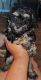 Miniature Poodle Puppies for sale in McKinney, TX, USA. price: NA